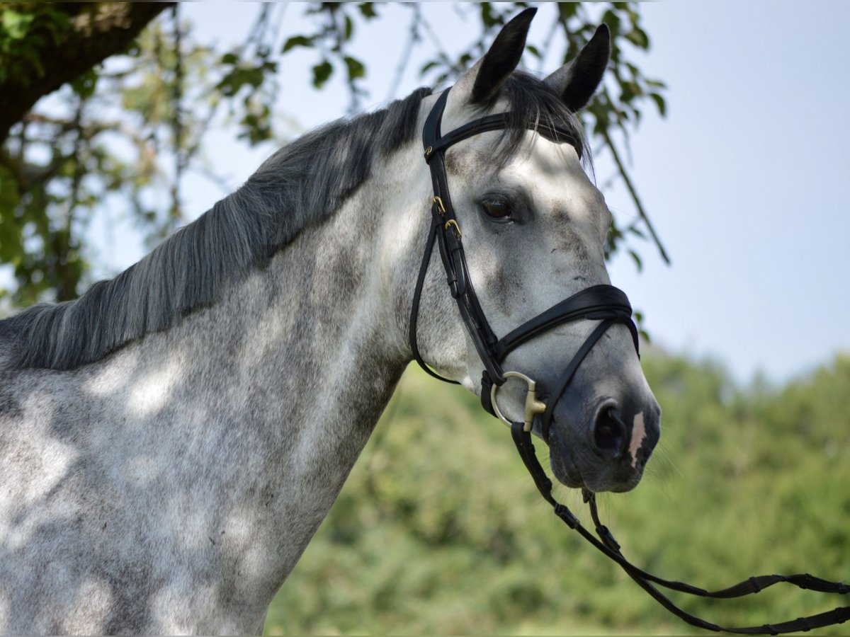 Koń westfalski Wałach 6 lat 167 cm Siwa jabłkowita in Ebenweiler