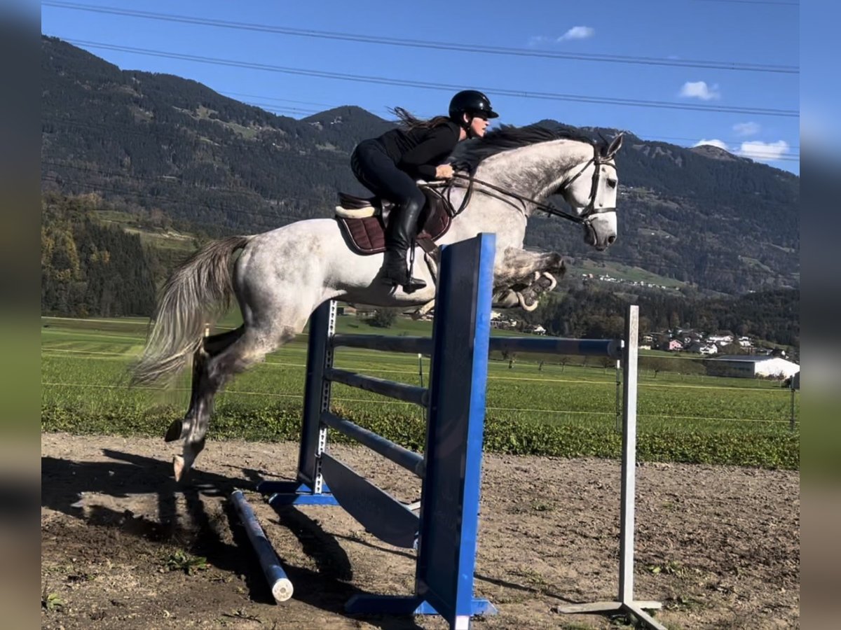 Koń westfalski Wałach 6 lat 168 cm Siwa in Schlins