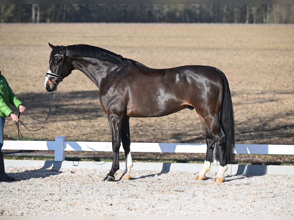 Koń westfalski Wałach 6 lat 172 cm Gniada in Röttingen