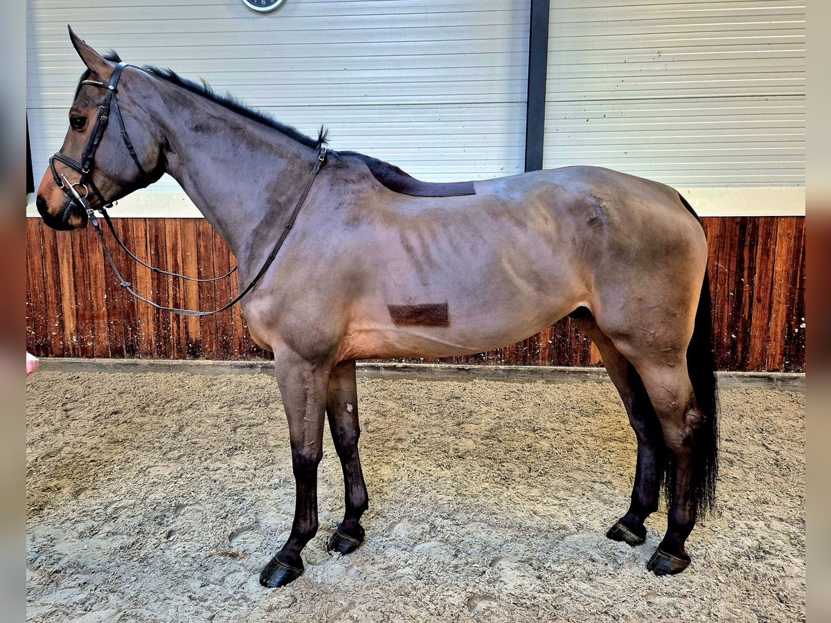 Koń westfalski Wałach 6 lat 173 cm Ciemnogniada in Meppen