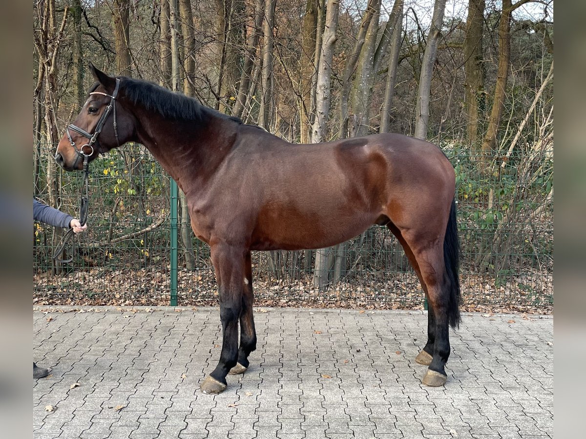 Koń westfalski Wałach 6 lat 174 cm Gniada in Verl