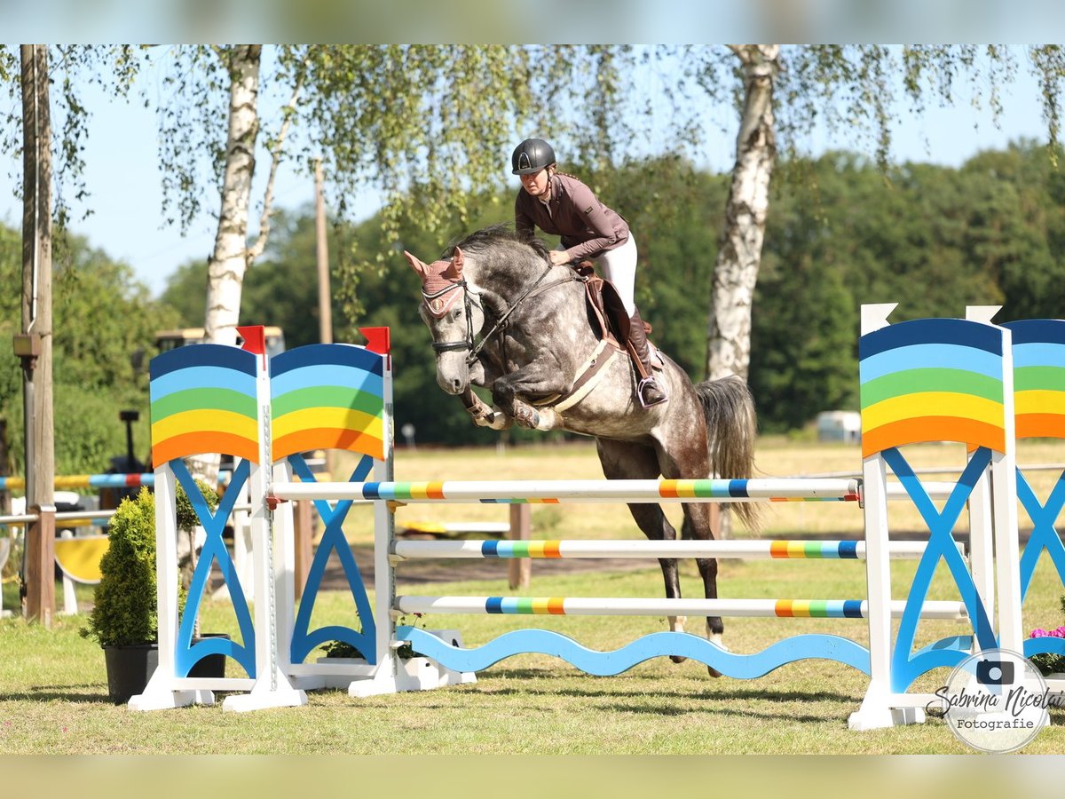 Koń westfalski Wałach 6 lat 174 cm Siwa jabłkowita in Minden