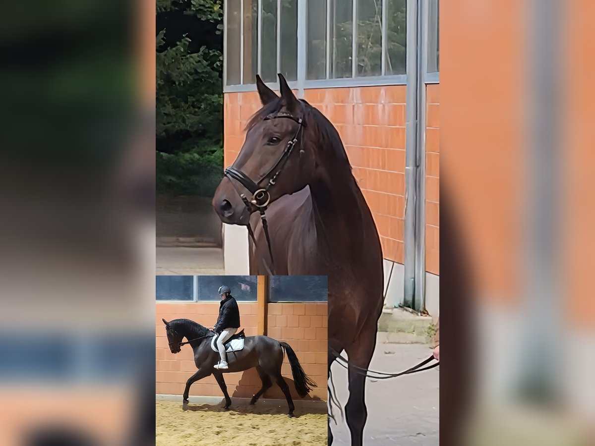 Koń westfalski Wałach 6 lat 177 cm Skarogniada in Lage