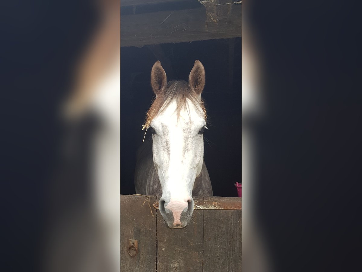 Koń westfalski Wałach 7 lat 163 cm Siwa in Ahlen