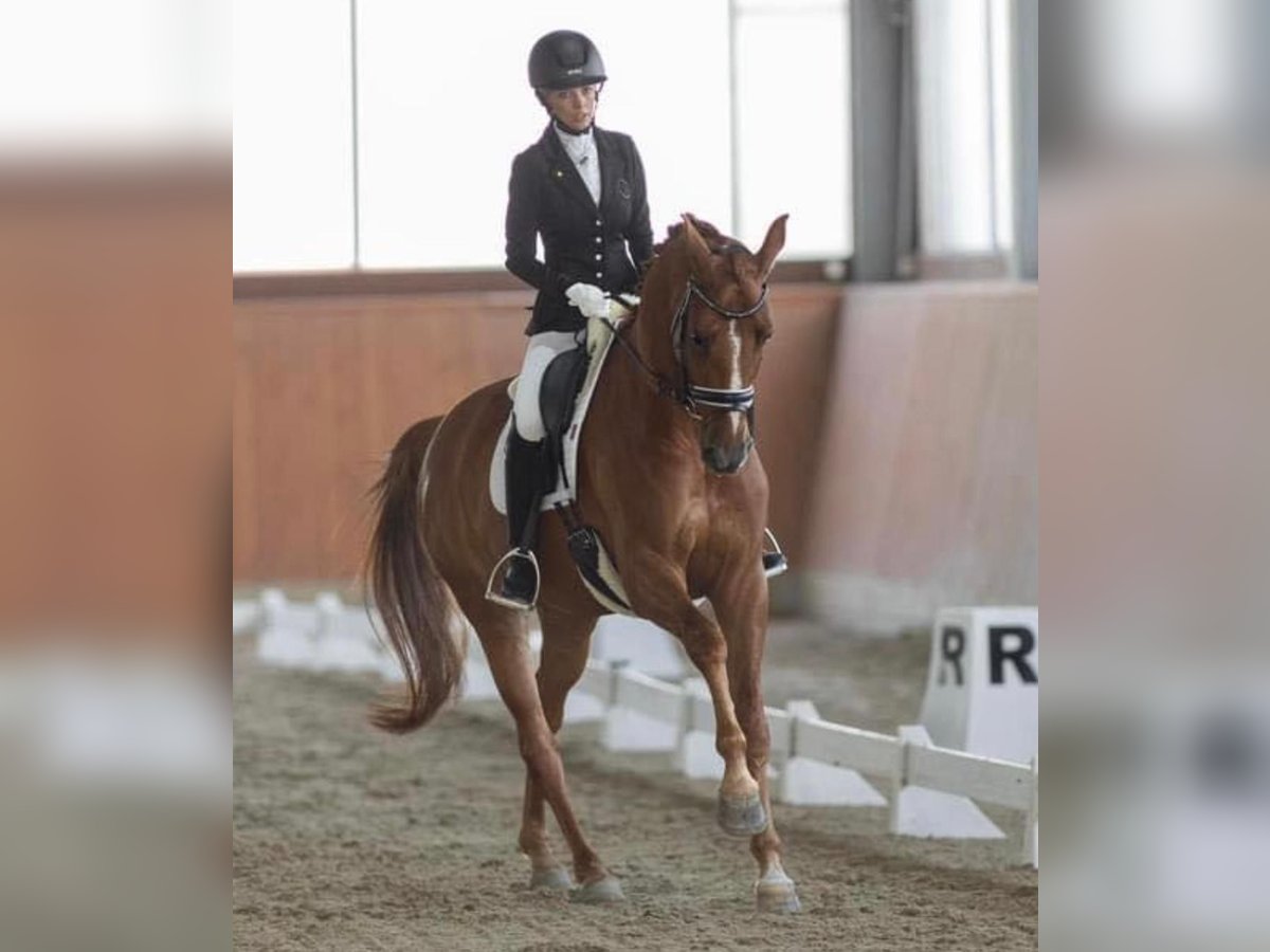 Koń westfalski Wałach 7 lat 165 cm Kasztanowata in Prag