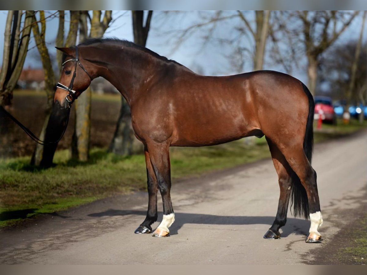 Koń westfalski Wałach 7 lat 170 cm Gniada in Cegléd