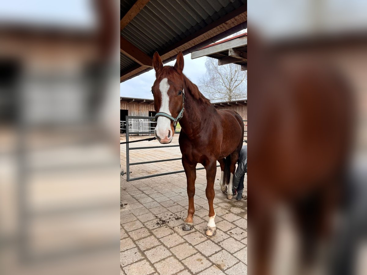 Koń westfalski Wałach 7 lat 172 cm Ciemnokasztanowata in Witterswil