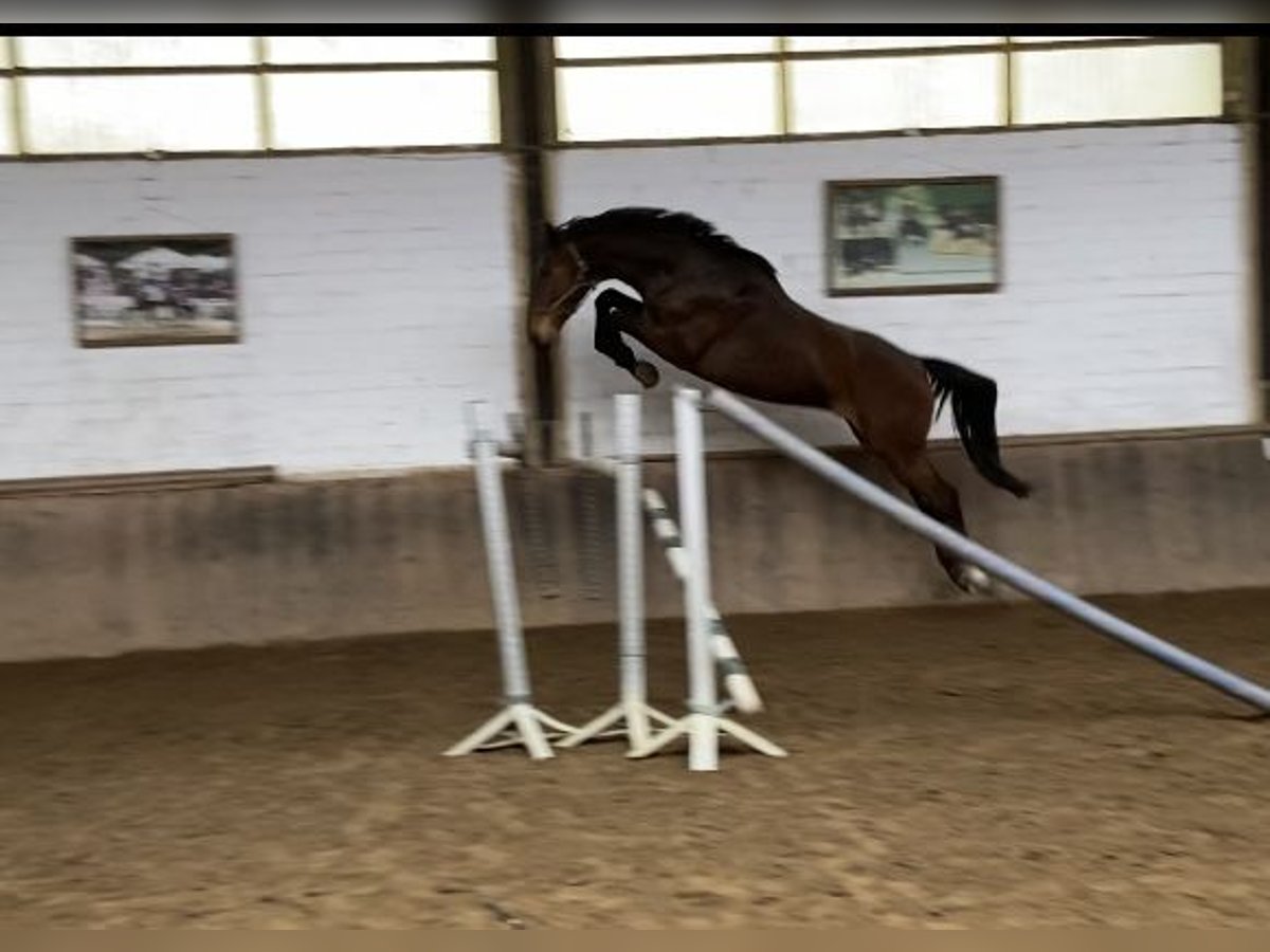 Koń westfalski Wałach 7 lat 175 cm Ciemnogniada in Viersen