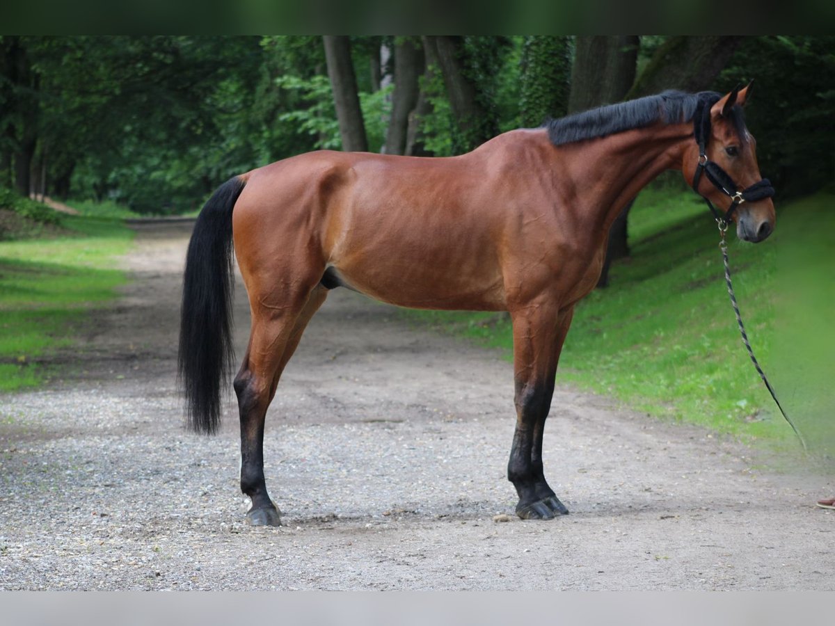 Koń Westfalski Wałach 7 Lat 178 Cm Gniada In Darmstadt