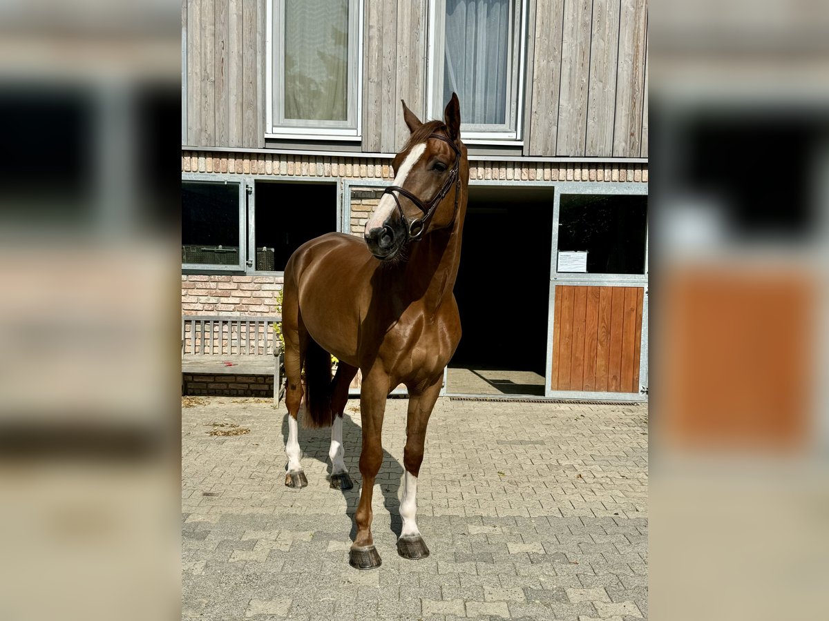 Koń westfalski Wałach 7 lat 183 cm Kasztanowata in Hünstetten