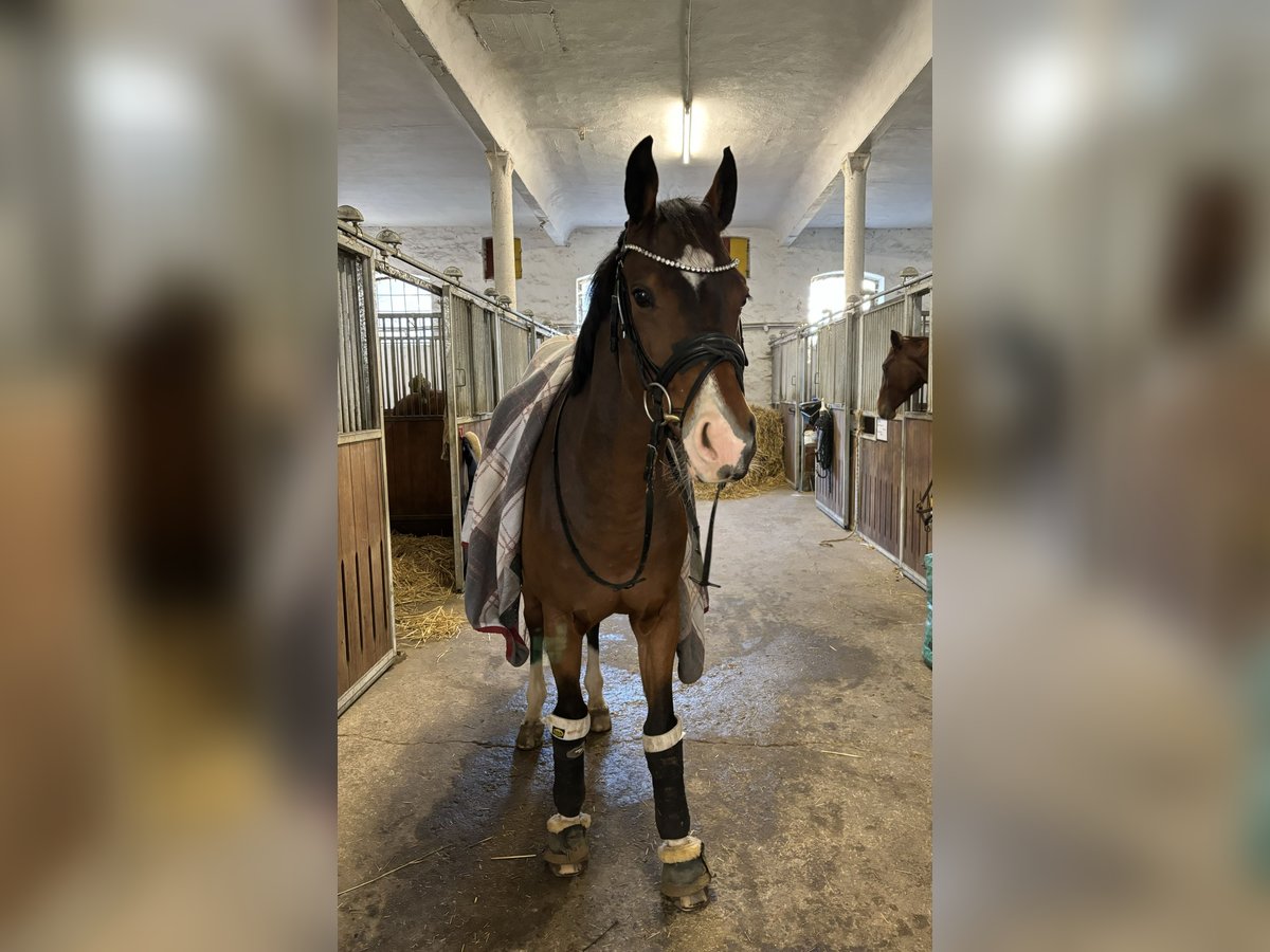 Koń westfalski Wałach 9 lat 165 cm Gniada in Barntrup