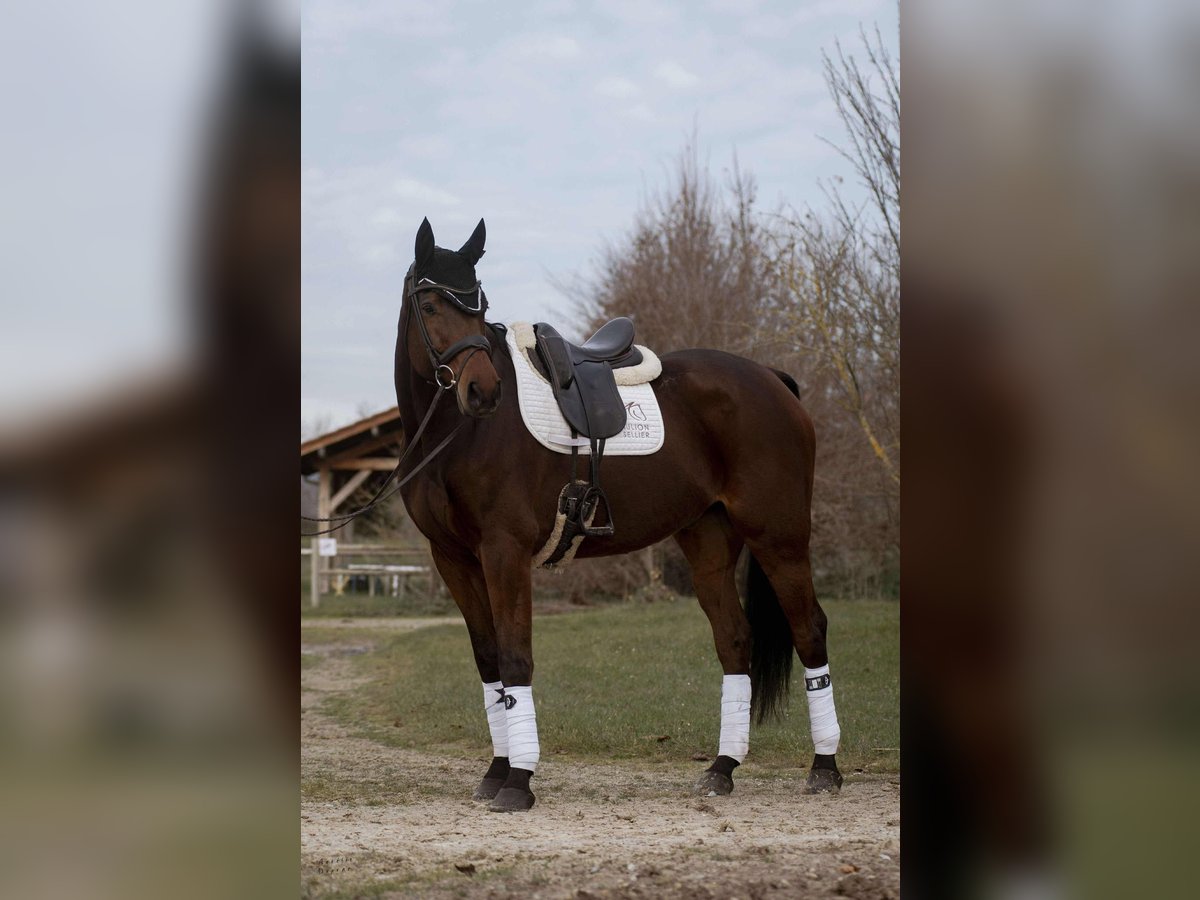 Koń westfalski Wałach 9 lat 176 cm Gniada in sardieu