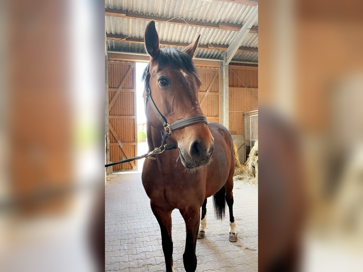 Koń wielkopolski Klacz 15 lat 162 cm Gniada in Michelau in Oberfranken