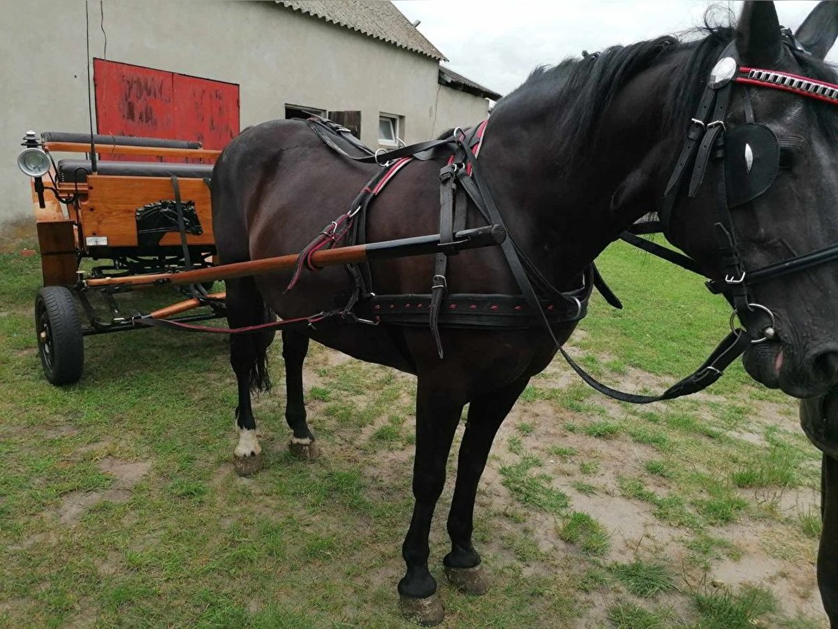 Koń wielkopolski Klacz 17 lat 165 cm Gniada in Mikorzyn