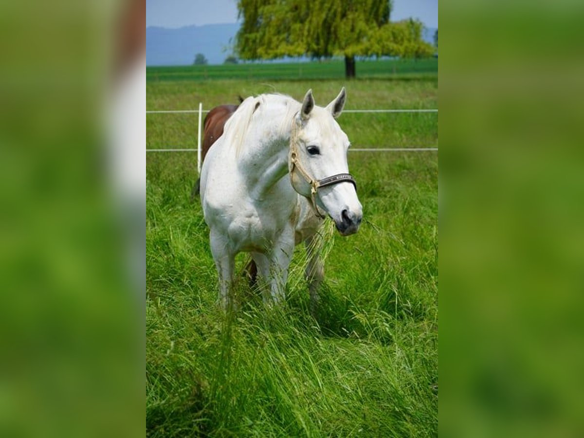 Koń wielkopolski Klacz 17 lat 165 cm Siwa in KarbenKarben