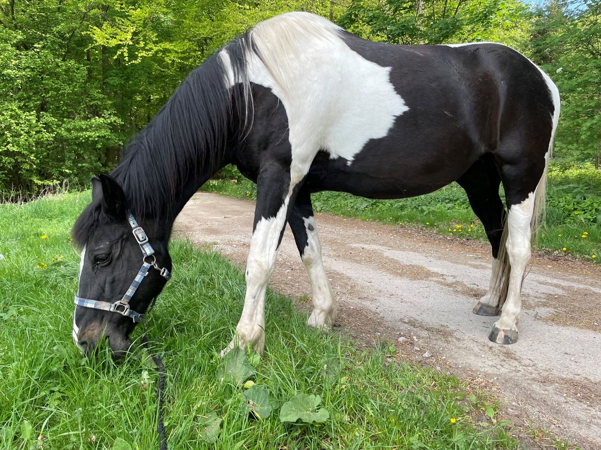 Koń wielkopolski Klacz 19 lat 162 cm Srokata in Aresing