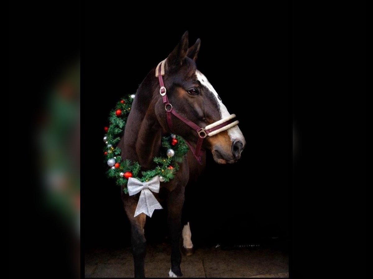Koń wielkopolski Klacz 19 lat 170 cm Ciemnogniada in Wollbach