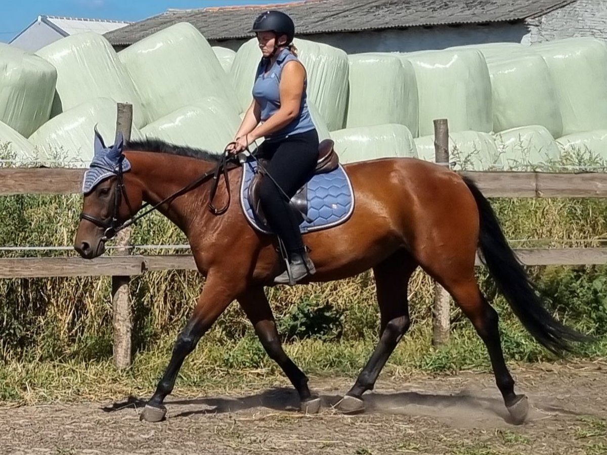 Koń wielkopolski Klacz 4 lat 160 cm Gniada in Sulęcinek