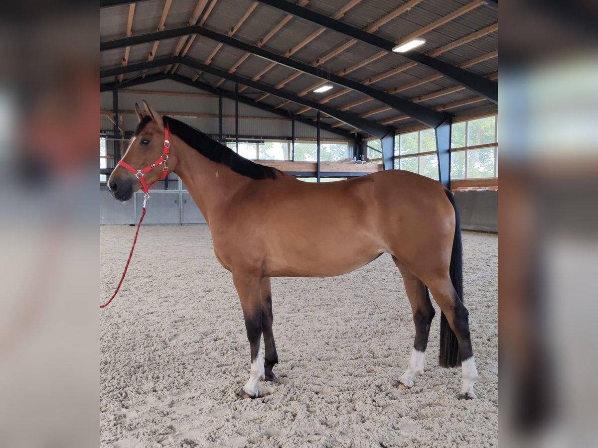 Koń wielkopolski Klacz 5 lat 165 cm Gniada in Papenhagen