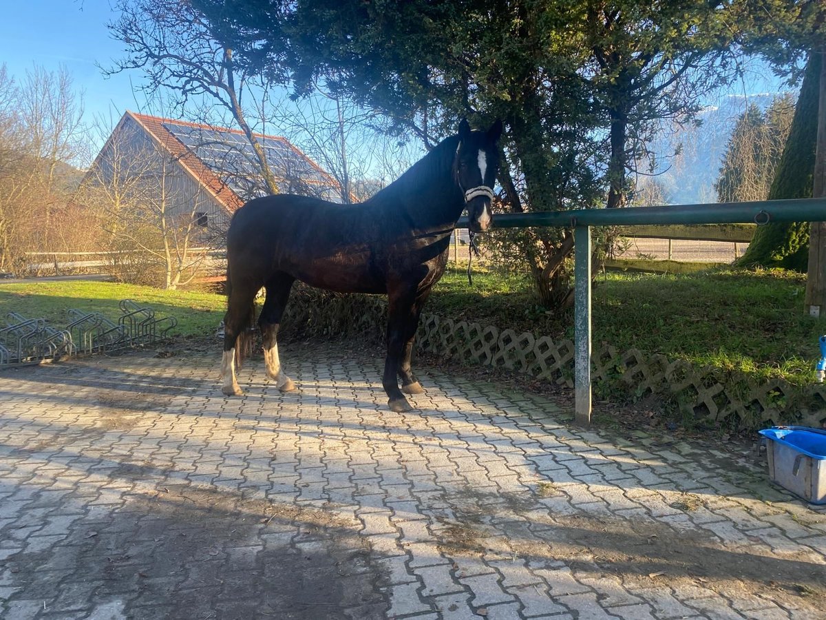 Koń wielkopolski Klacz 6 lat 166 cm Ciemnogniada in Oberaudorf