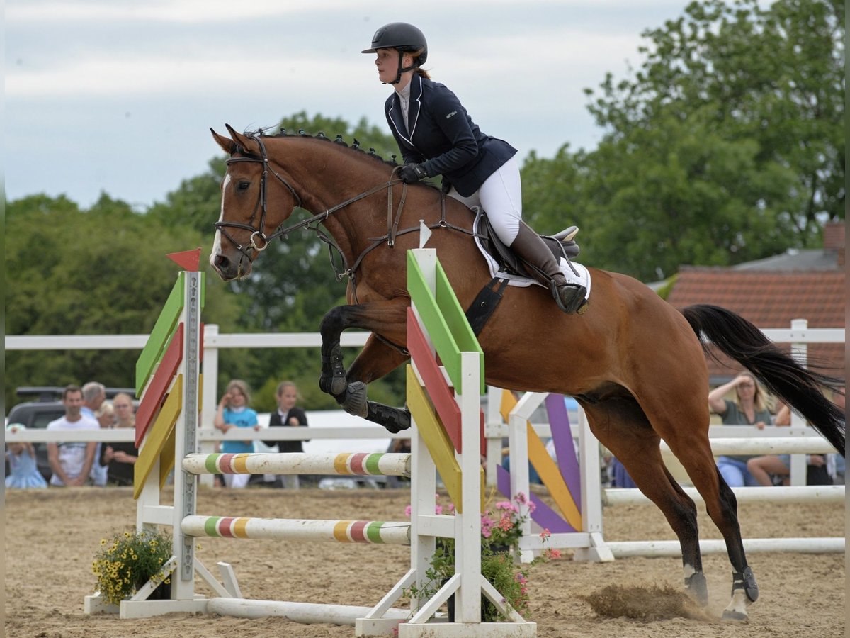 Koń wielkopolski Ogier 7 lat 172 cm Gniada in Jena Ruths