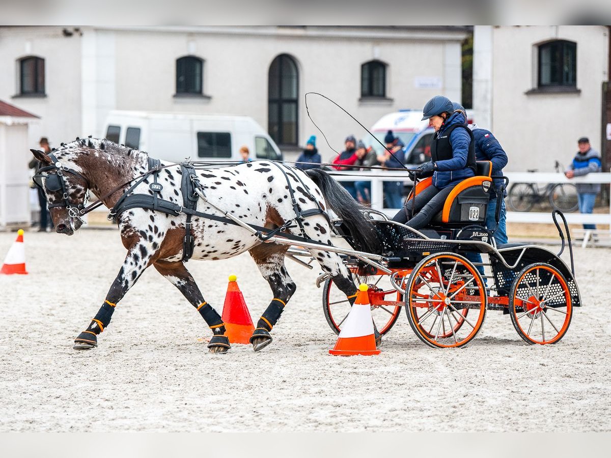 Koń wielkopolski Ogier 8 lat 165 cm Tarantowata in Chełmno