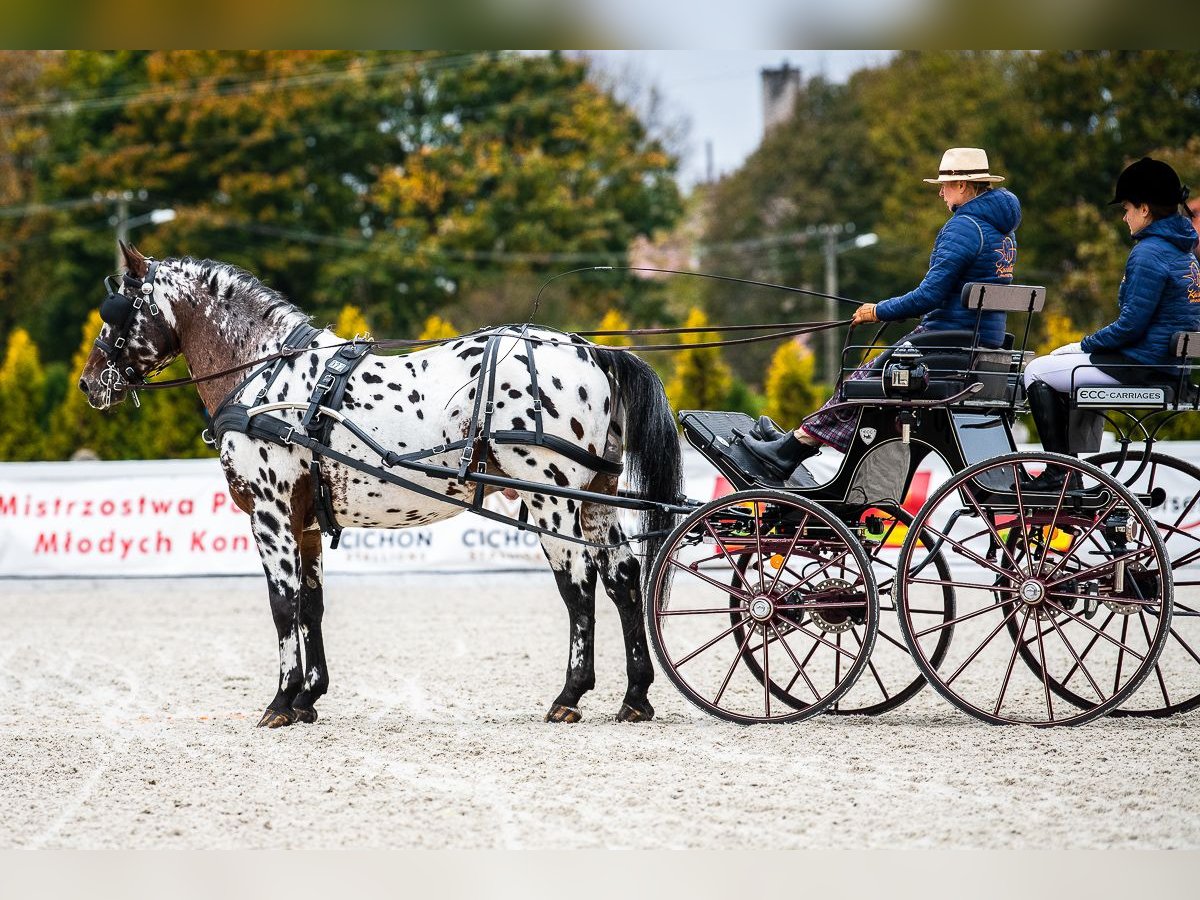 Koń wielkopolski Ogier 9 lat 165 cm Tarantowata in Che&#x142;mno