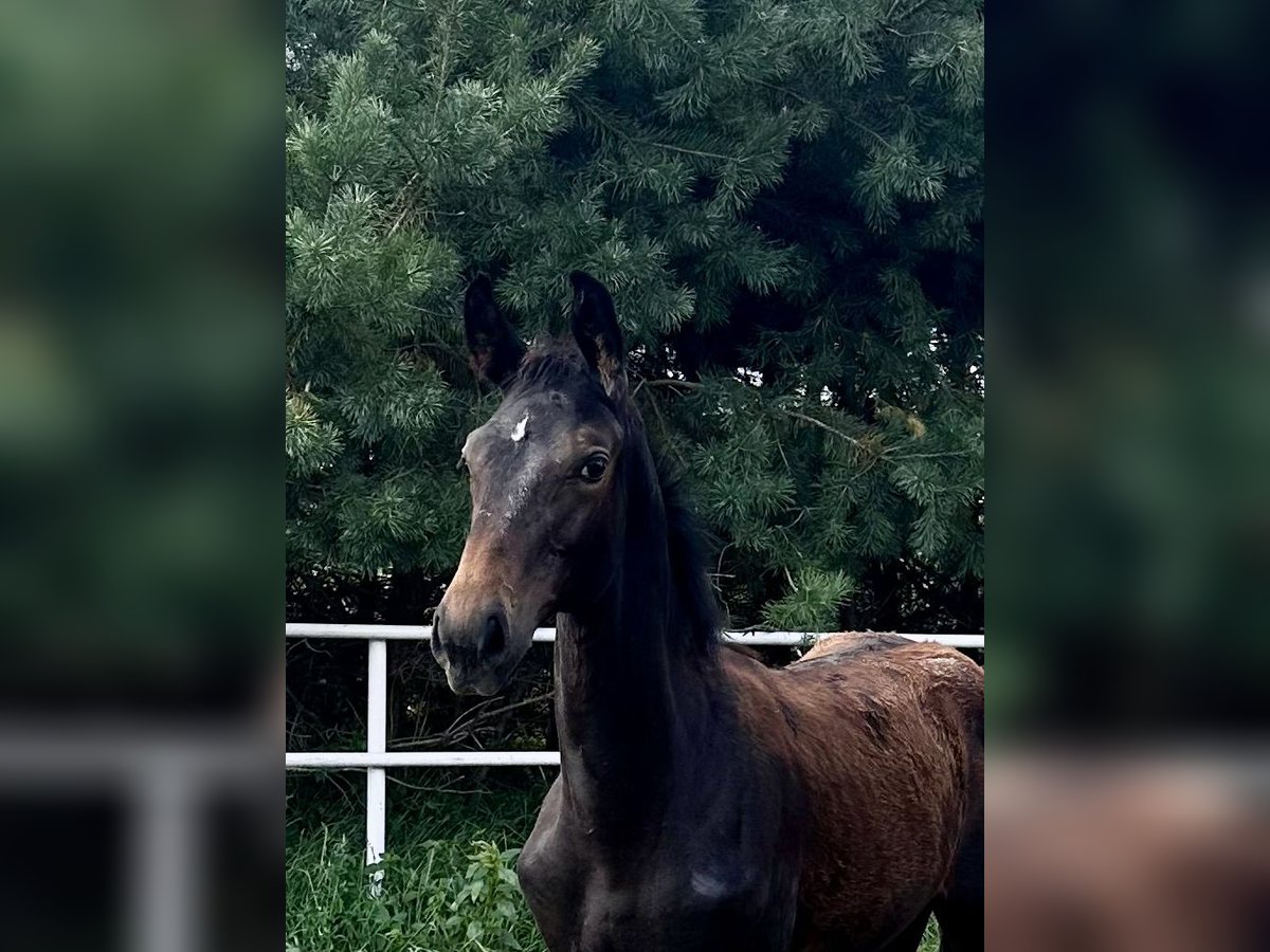 Koń wielkopolski Ogier Źrebak (04/2024) 170 cm Skarogniada in Dzięczyna