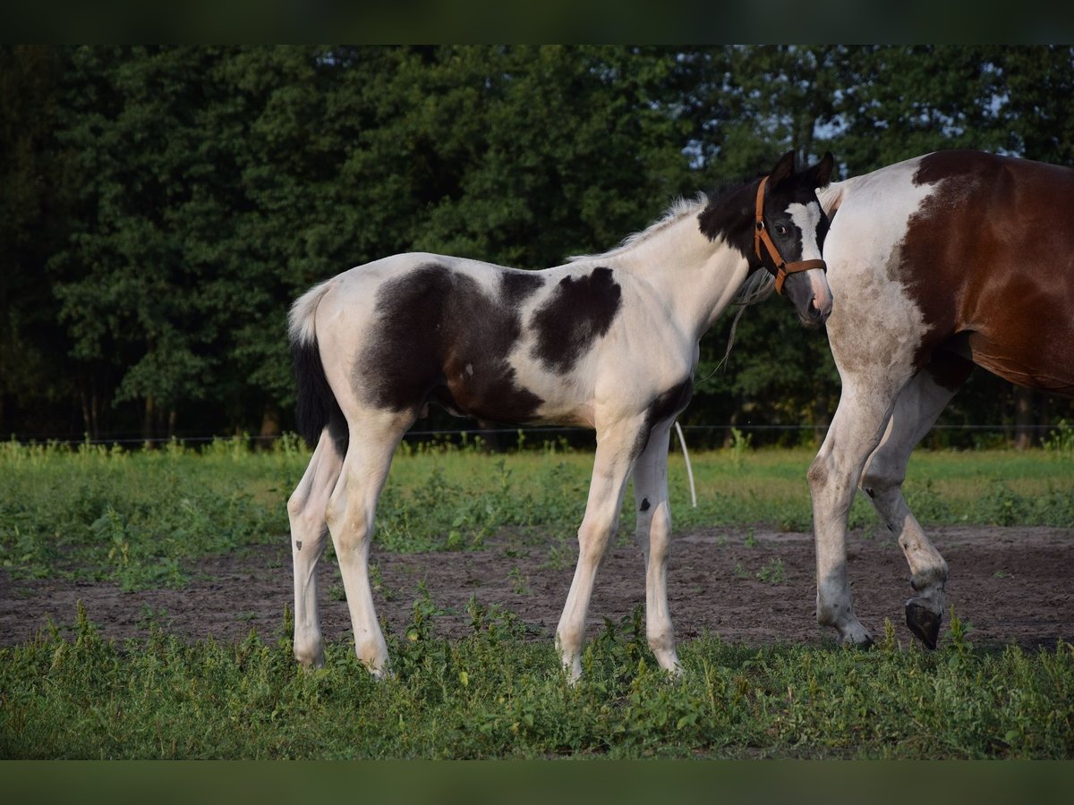 Koń wielkopolski Ogier Źrebak (06/2024) 170 cm Srokata in Chelmno