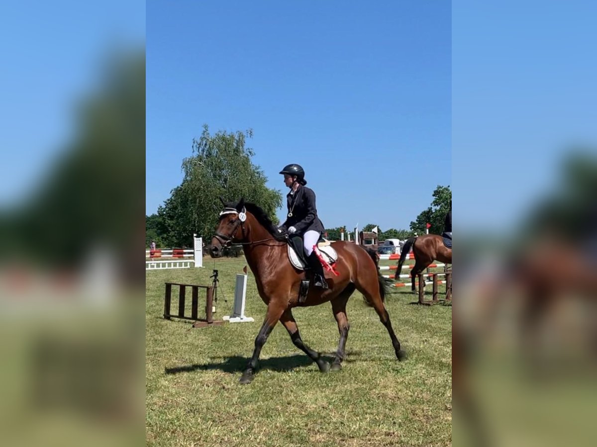 Koń wielkopolski Wałach 11 lat 156 cm Gniada in Ansbach