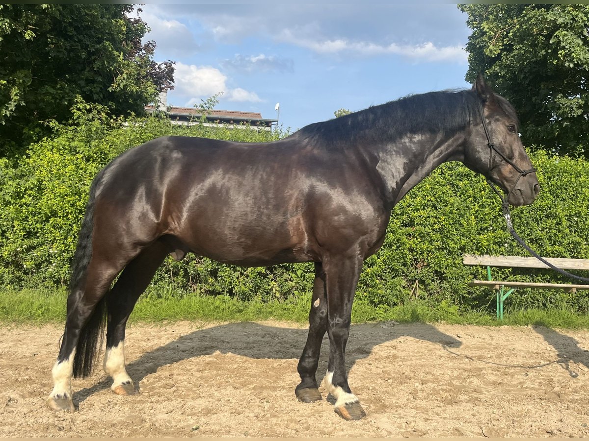 Koń wielkopolski Wałach 11 lat 162 cm Ciemnogniada in Ro&#xDF;dorf