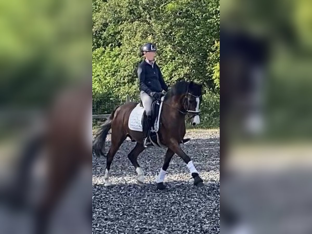 Koń wielkopolski Wałach 17 lat 148 cm Gniada in Osdorf