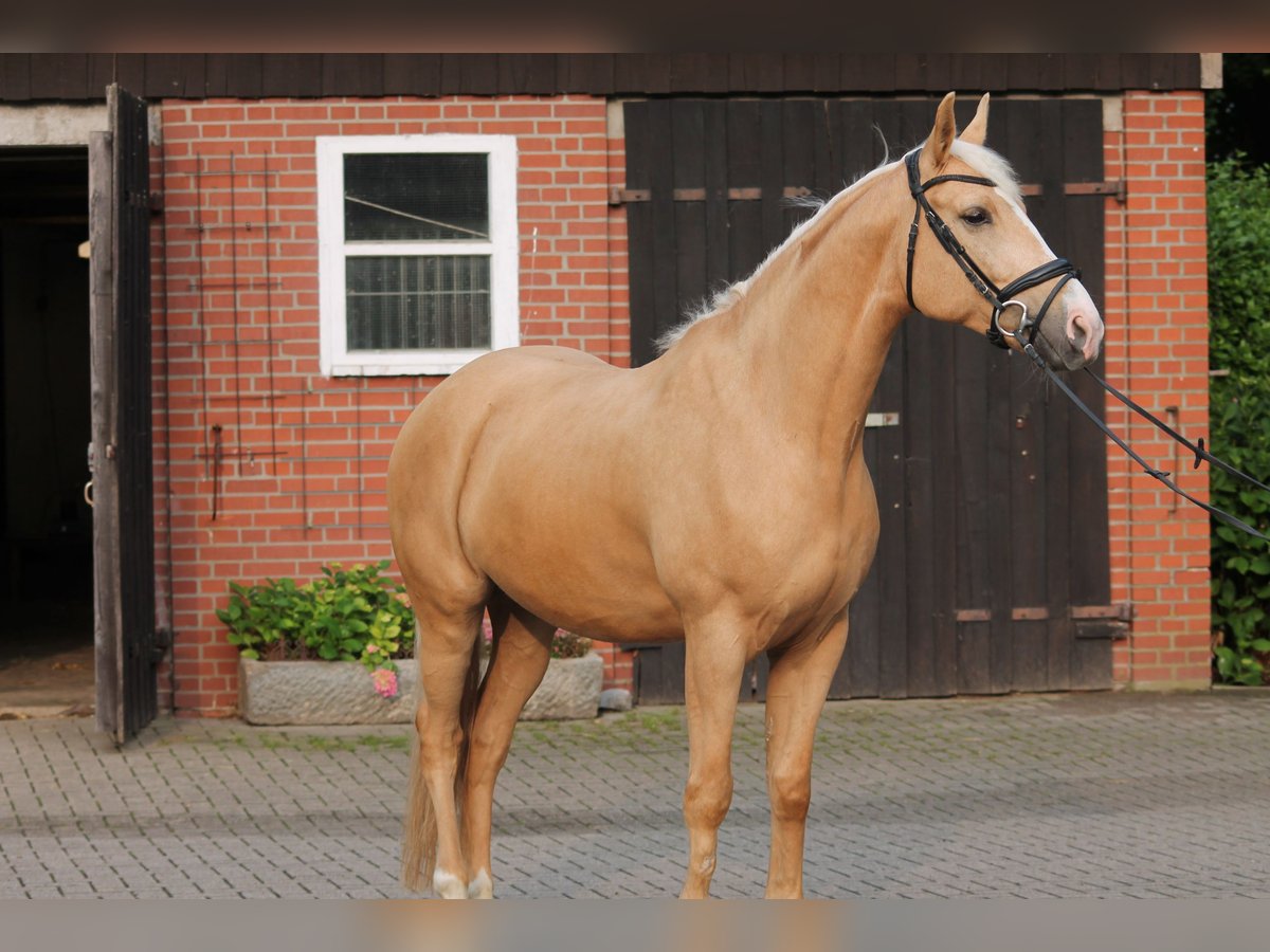 Koń wielkopolski Wałach 6 lat 164 cm Izabelowata in Westerkappeln