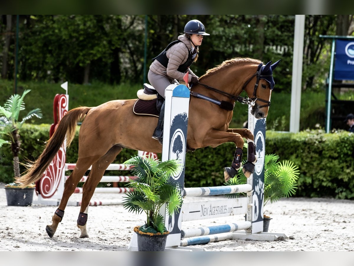 Koń wielkopolski Wałach 7 lat 169 cm Kasztanowata in Bielsko-Biała