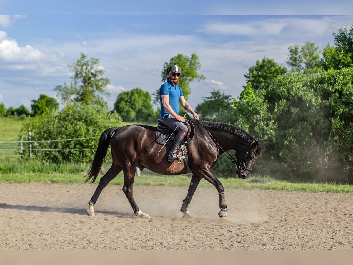 Koń wielkopolski Wałach 9 lat 165 cm Kara in Olsztyn