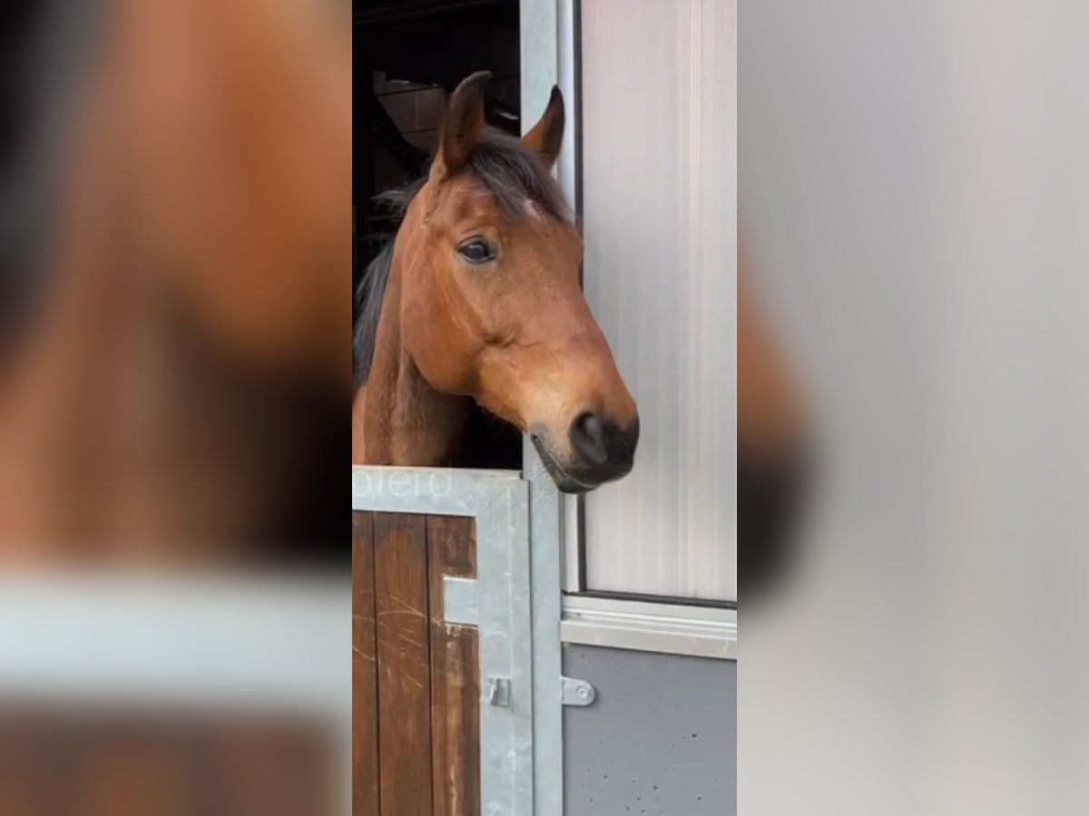 Koń wielkopolski Wałach 12 lat 158 cm Gniada in Eibenstock