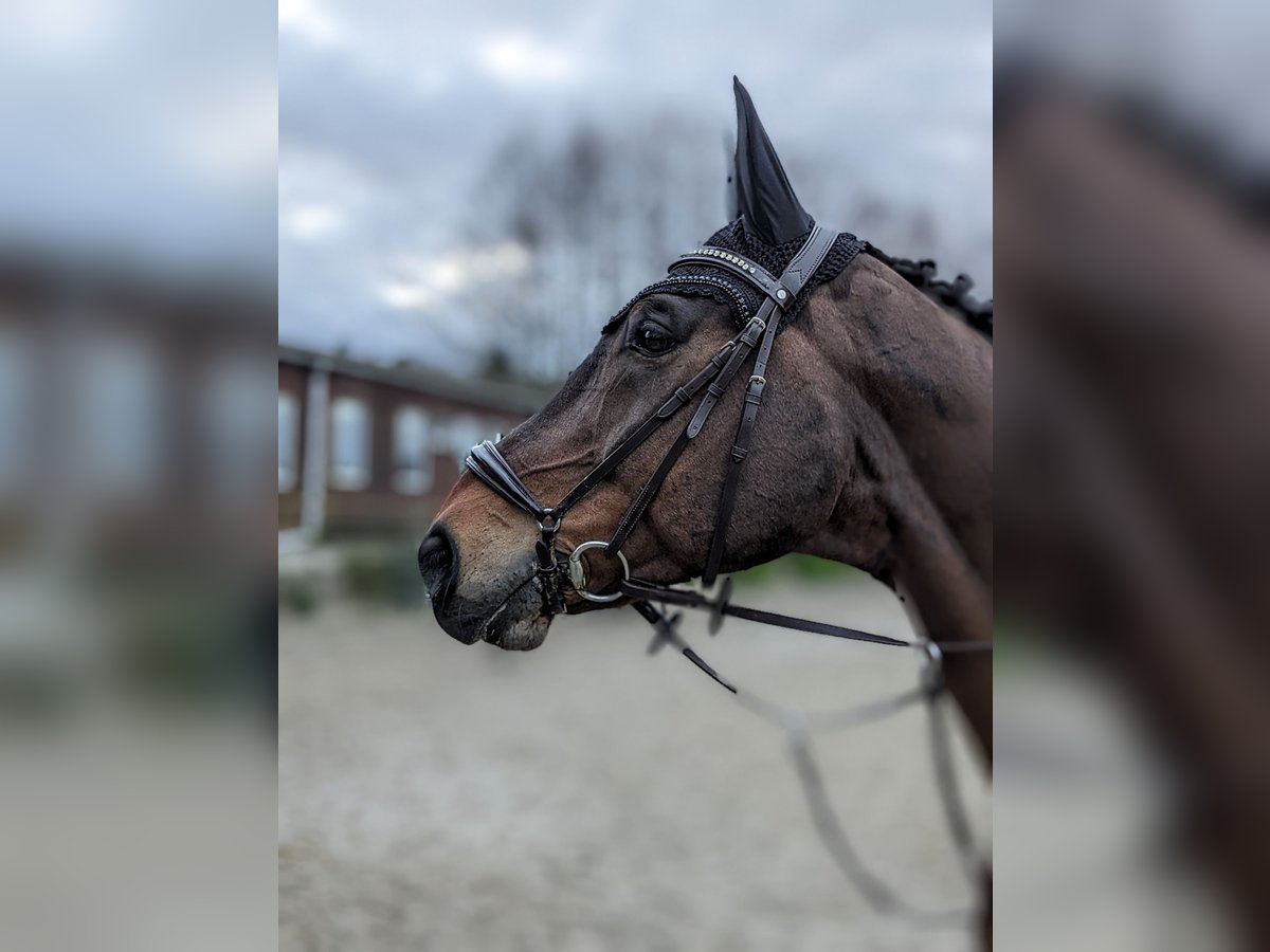 Koń wielkopolski Wałach 15 lat 176 cm Ciemnogniada in Isterberg