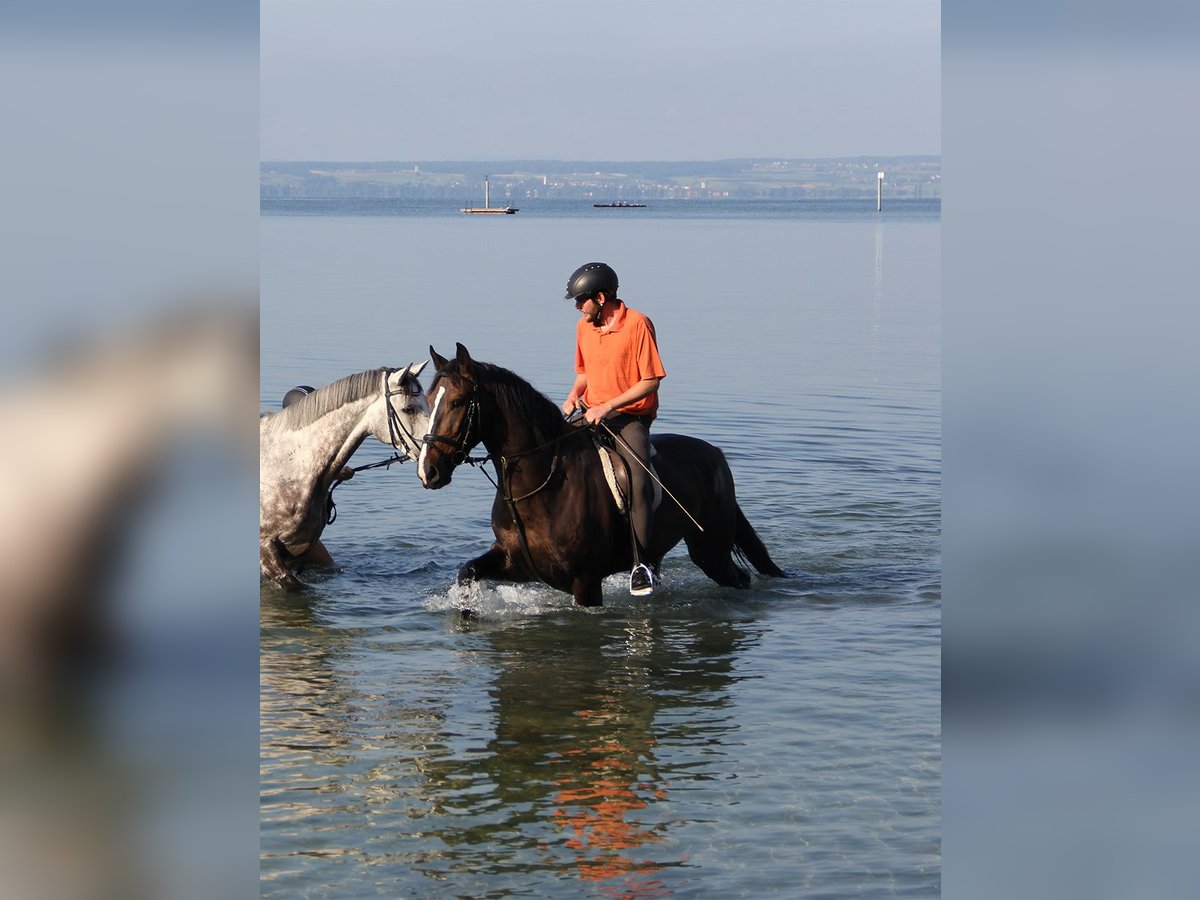 Koń wielkopolski Wałach 17 lat 167 cm Gniada in Friedrichshafen