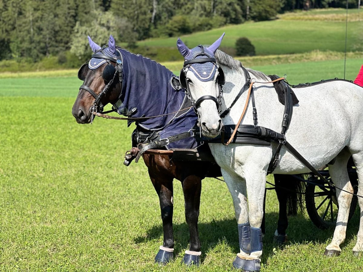 Koń wielkopolski Wałach 17 lat 177 cm Siwa in Radolfzell am Bodensee