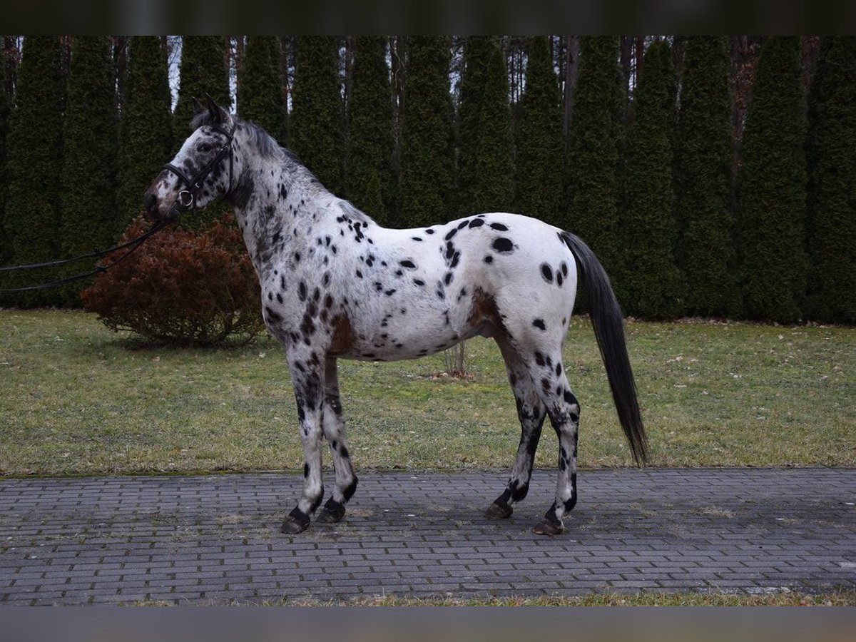 Koń wielkopolski Wałach 3 lat 148 cm Tarantowata in Chelmno