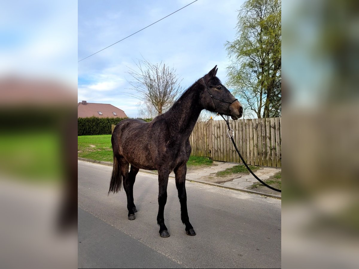 Koń wielkopolski Wałach 3 lat 158 cm Gniadodereszowata in Bukowiec