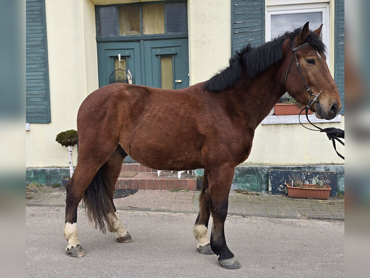 Koń wielkopolski Mix Wałach 4 lat 160 cm Gniada in Mülheim an der Ruhr