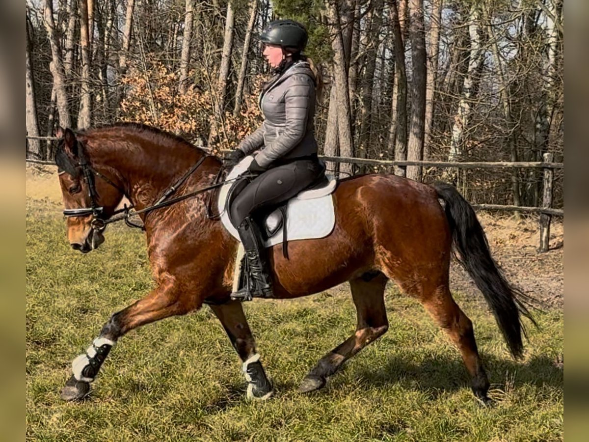 Koń wielkopolski Wałach 5 lat 161 cm Gniada in Leer (Ostfriesland)