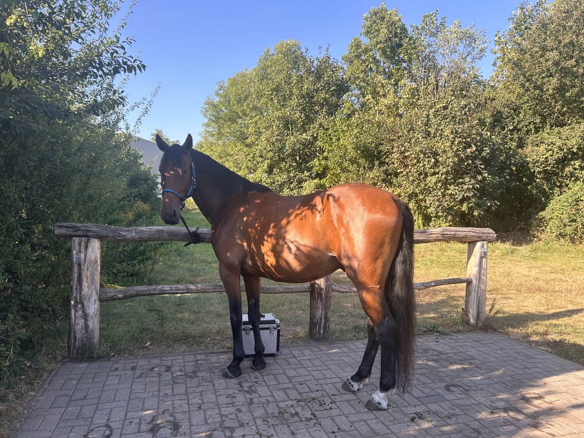 Koń wielkopolski Wałach 6 lat 164 cm Gniada in Zossen