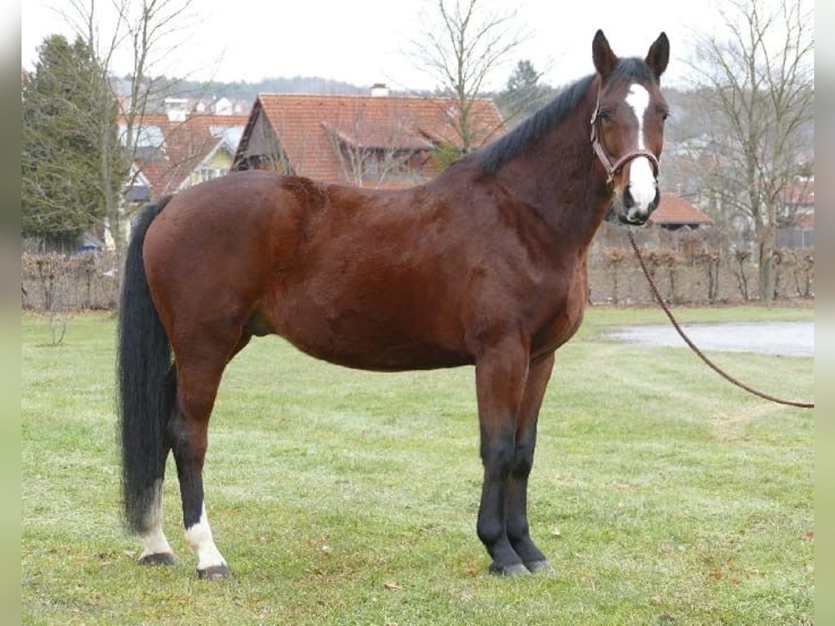 Koń wielkopolski Wałach 6 lat 170 cm Gniada in Kapfenstein