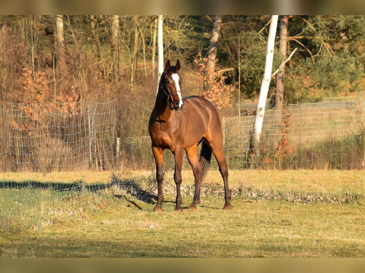 Koń wielkopolski Wałach 7 lat 168 cm in Wiesent