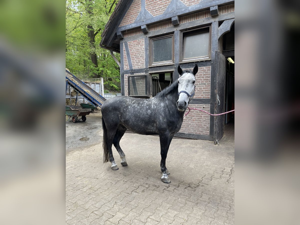 Koń wielkopolski Wałach 8 lat 170 cm in Berlin