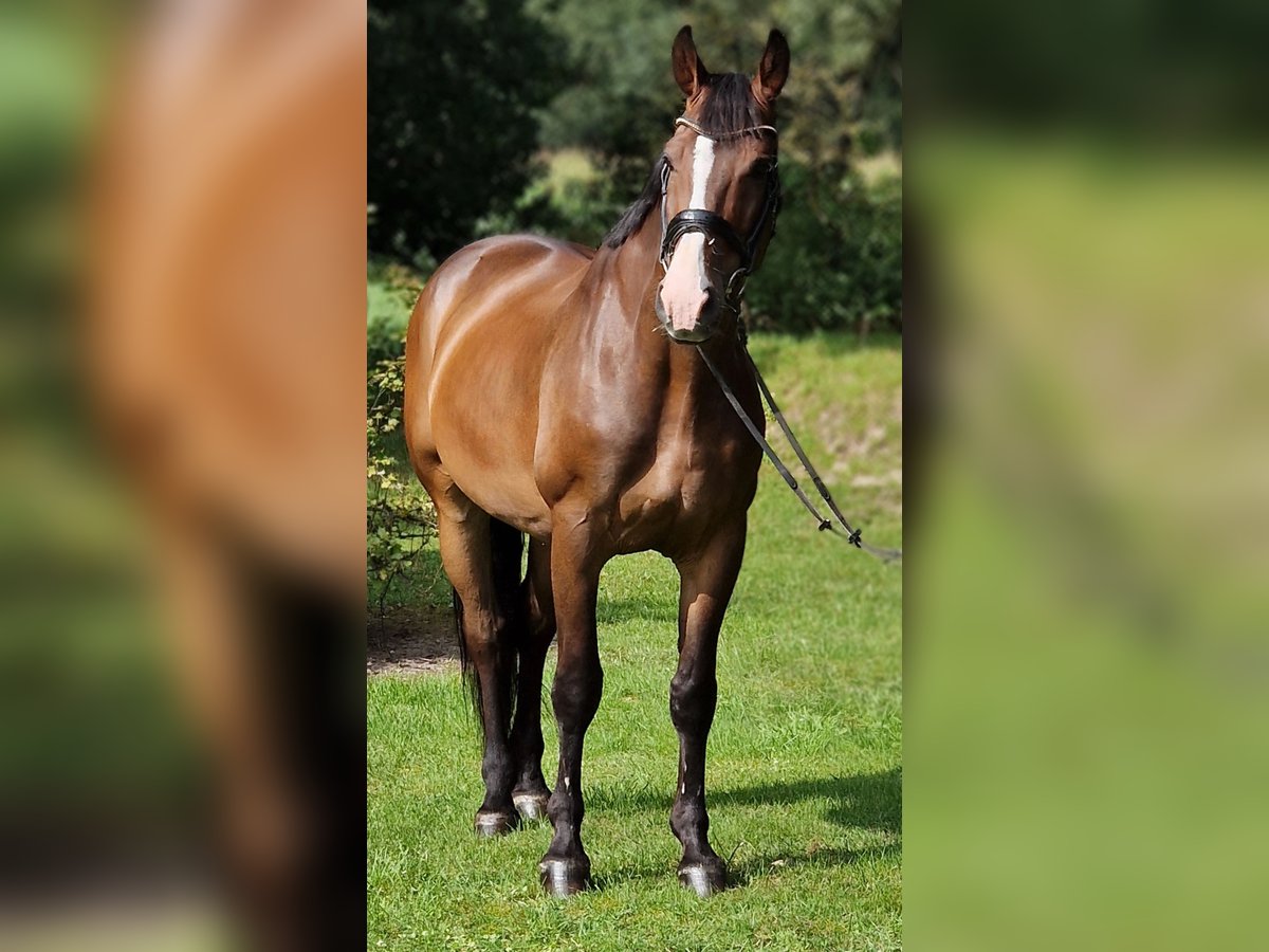 Koń wielkopolski Wałach 9 lat 168 cm Gniada in Warendorf