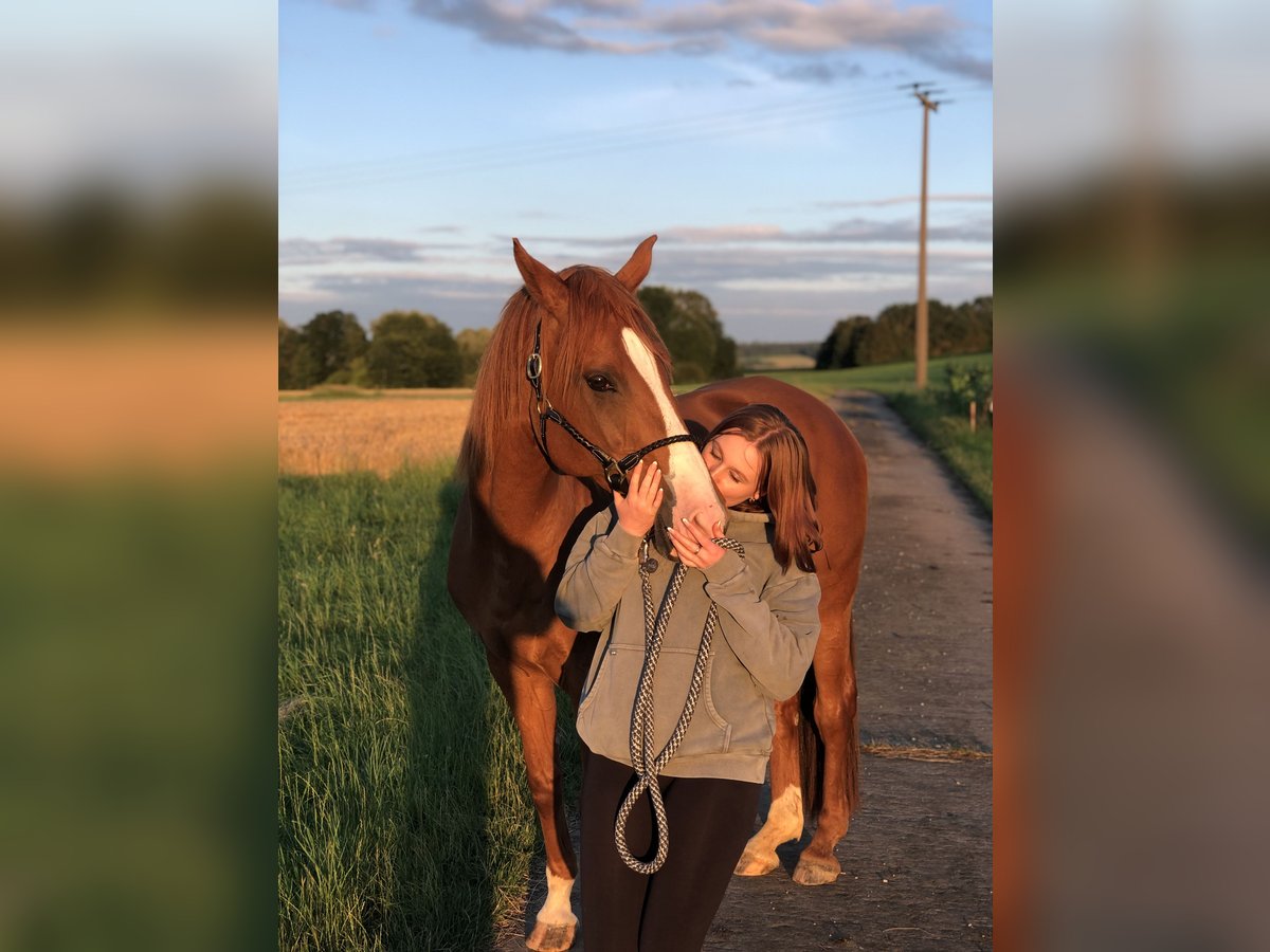 Koń wirtemberski Klacz 14 lat 165 cm Kasztanowata in Aalen