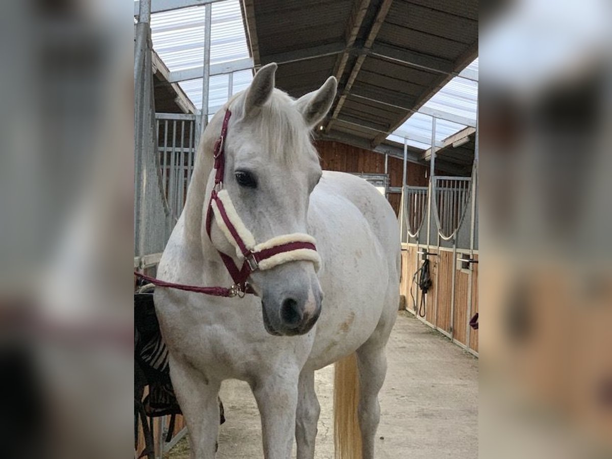 Koń wirtemberski Klacz 17 lat 163 cm Siwa in Bad Dürrheim